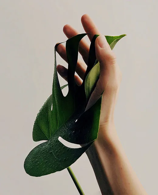 Monstera leaf with hand