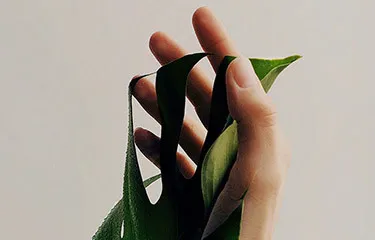 Monstera leaf with hand